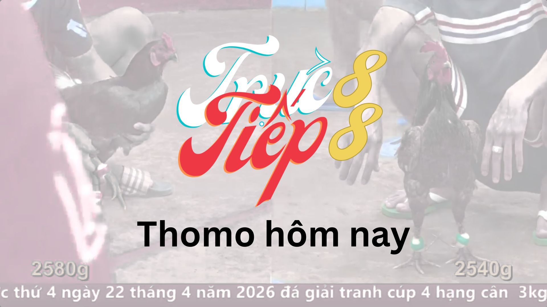 Thomo hôm nay